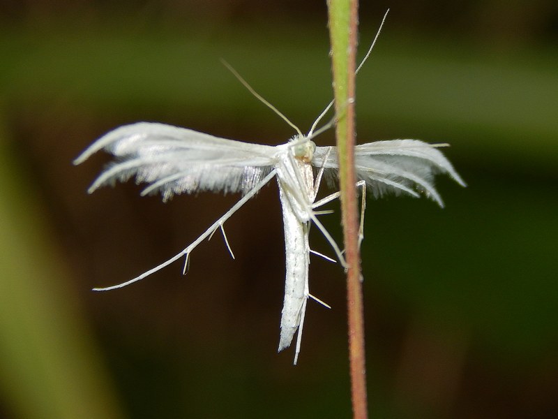 Pterophoridae 